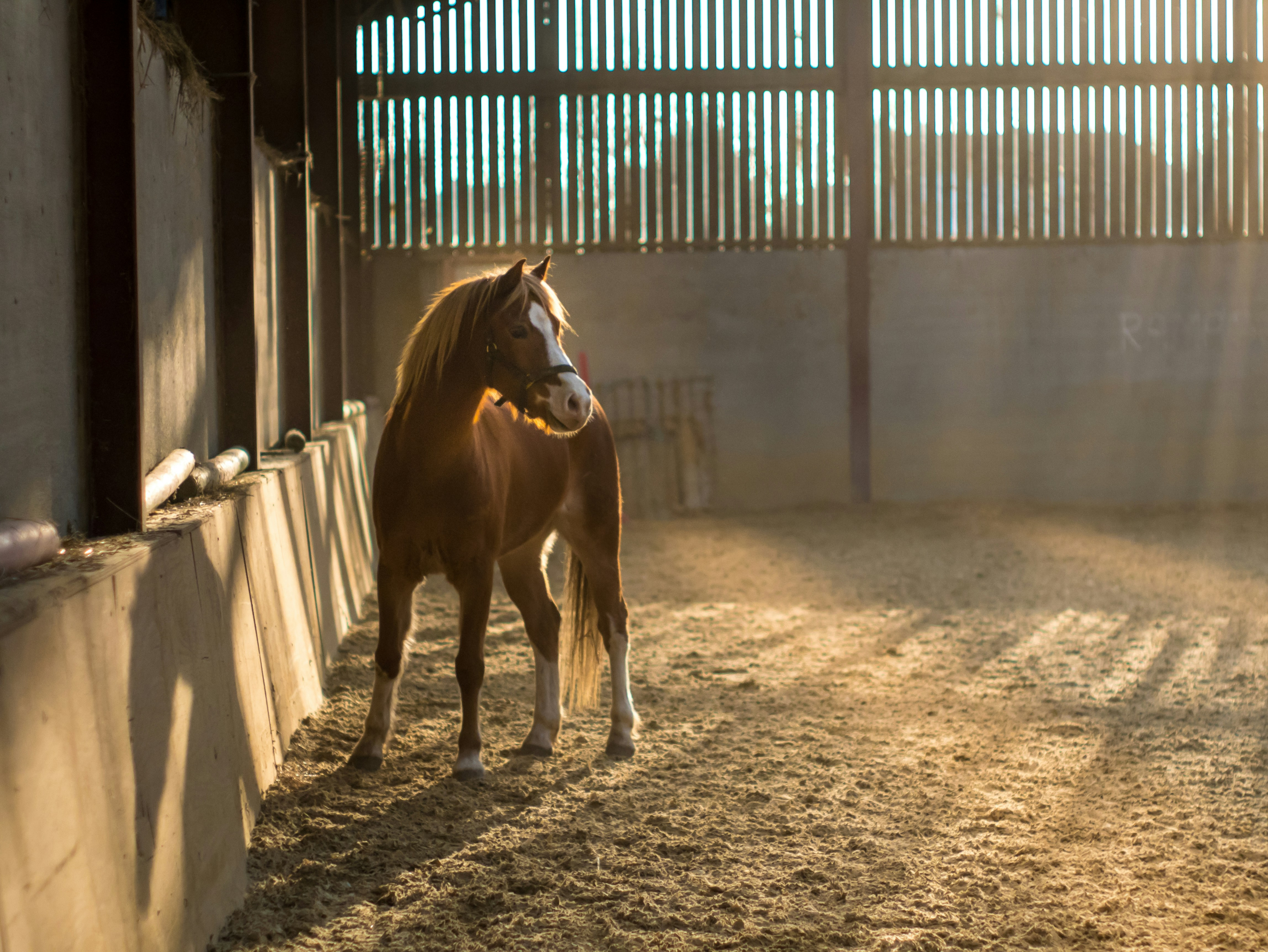 Horse in stable